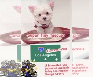 YorkiePoo Puppy for sale in IRVINE, CA, USA