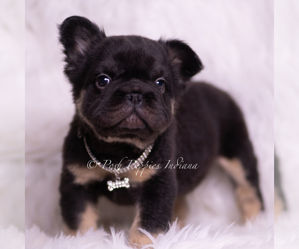 Medium Photo #5 French Bulldog Puppy For Sale in WARSAW, IN, USA