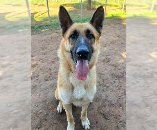 Medium Photo #1 German Shepherd Dog Puppy For Sale in Sacramento, CA, USA