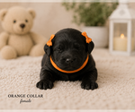 Puppy Puppy 1 Goldendoodle