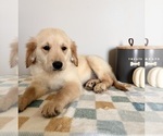 Small #6 Golden Retriever