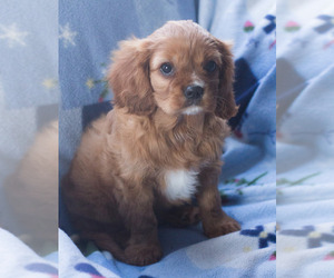 Cavalier King Charles Spaniel Puppy for sale in MILWAUKEE, WI, USA