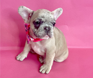 French Bulldog Puppy for Sale in SARATOGA, California USA