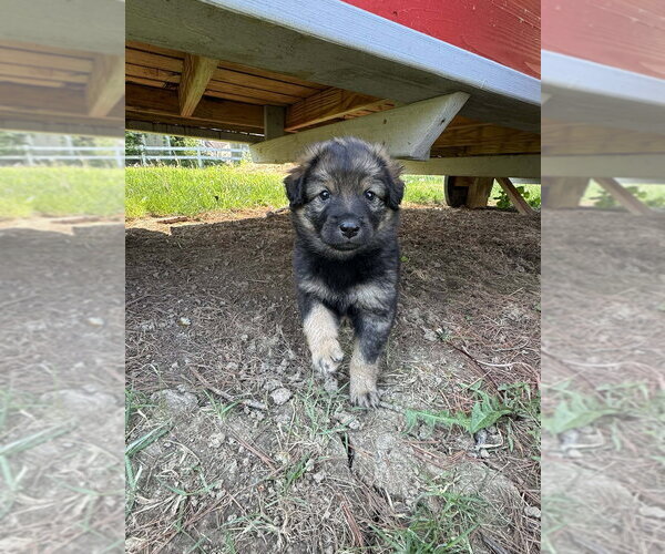 Medium Photo #1 Colonial Cocker Spaniel-Unknown Mix Puppy For Sale in Aurora, IN, USA