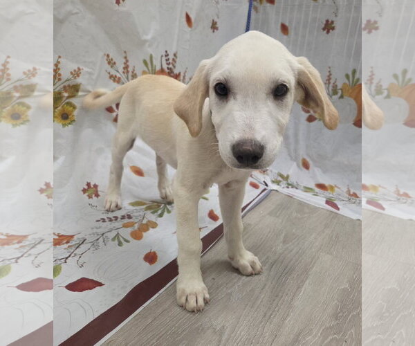 Medium Photo #9 Golden Labrador Puppy For Sale in Attalka, AL, USA