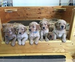 Small Photo #5 Golden Retriever Puppy For Sale in CARR, CO, USA