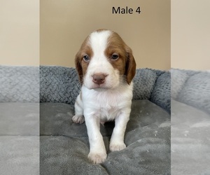 Brittany Puppy for sale in GOOD THUNDER, MN, USA