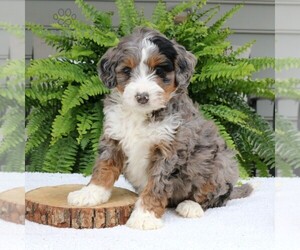 Australian Shepherd Puppy for sale in NARVON, PA, USA