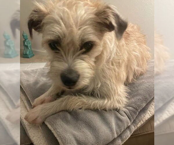 Medium Photo #6 Border Terrier-Unknown Mix Puppy For Sale in San Diego, CA, USA