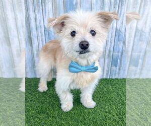 Maltese-Unknown Mix Dogs for adoption in Corona, CA, USA