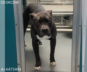 Mutt Dogs for adoption in Oklahoma City, OK, USA