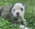 Puppy Panda American Bulldog