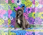 Small Photo #2 Chiranian Puppy For Sale in NEW FREEDOM, PA, USA
