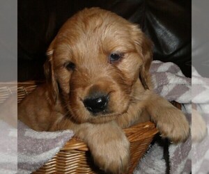 Medium Golden Retriever