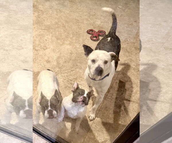 Medium Photo #4 American Bulldog Puppy For Sale in Boca Raton, FL, USA