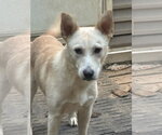 Small #2 Labrador Retriever Mix