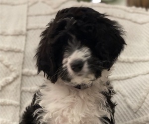 Bernedoodle Puppy for sale in KEOTA, IA, USA