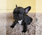 Puppy 4 French Bulldog