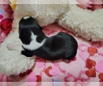Small #15 Border Collie