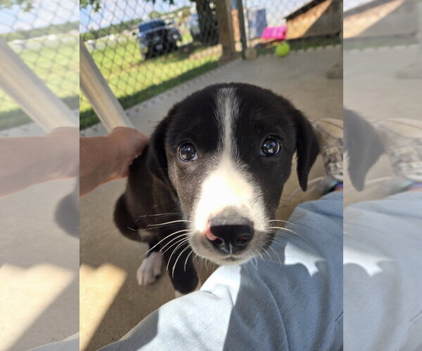 Medium Photo #2 Australian Shepherd-Unknown Mix Puppy For Sale in Rustburg, VA, USA