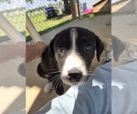 Small #1 Australian Shepherd Mix