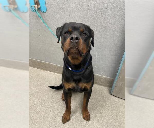 Medium Photo #1 Rottweiler-Unknown Mix Puppy For Sale in Las Vegas, NV, USA