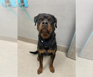 Rottweiler-Unknown Mix Dogs for adoption in Las Vegas, NV, USA