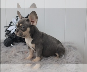 French Bulldog Puppy for sale in INDIANAPOLIS, IN, USA