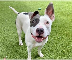 American Staffordshire Terrier-Unknown Mix Dogs for adoption in Raleigh, NC, USA