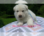 Small #5 German Shepherd Dog