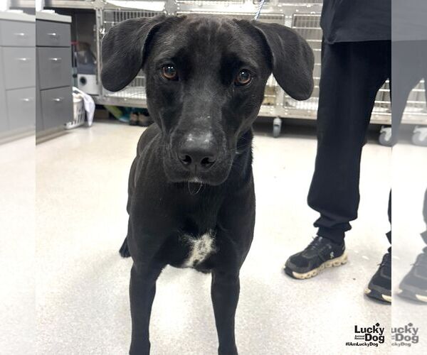 Medium Photo #4 Labrador Retriever-Unknown Mix Puppy For Sale in Washington, DC, USA