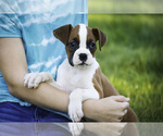 Small #6 Boxer