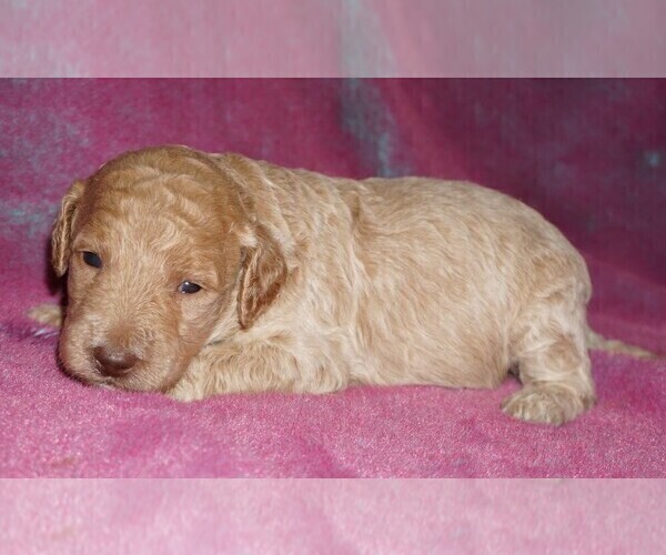 Medium Photo #4 Miniature Labradoodle Puppy For Sale in LA HABRA, CA, USA