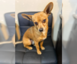 Small #2 Chihuahua Mix