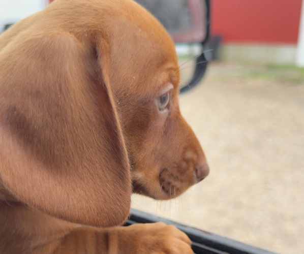 Medium Photo #1 Dachshund Puppy For Sale in MILLSTADT, IL, USA