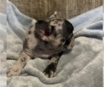 Small #8 French Bulldog