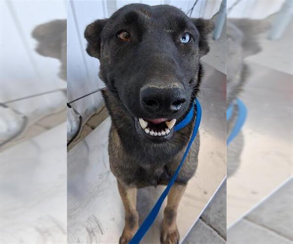 Medium Photo #1 Mutt Puppy For Sale in Bakersfield, CA, USA