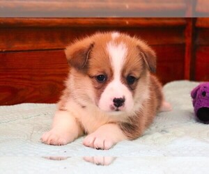 Pembroke Welsh Corgi Puppy for Sale in FORT MADISON, Iowa USA