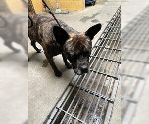 Mutt Dogs for adoption in Stockton, CA, USA