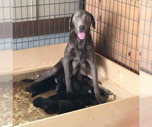 Mother of the Mastador puppies born on 12/04/2019