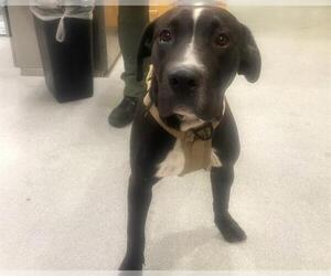 Medium Labrador Retriever Mix