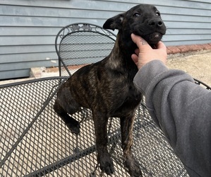 Belgian Malinois-Dutch Shepherd Dog Mix Puppy for sale in NORTHFIELD, CT, USA