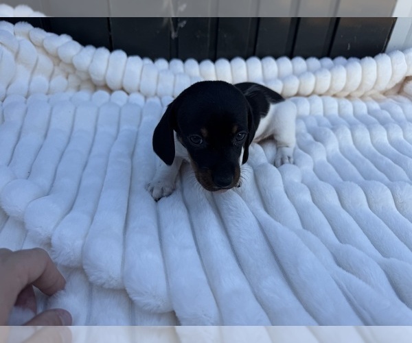 Medium Photo #2 Dachshund Puppy For Sale in FAIRVIEW, OK, USA