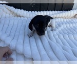Small #1 Dachshund