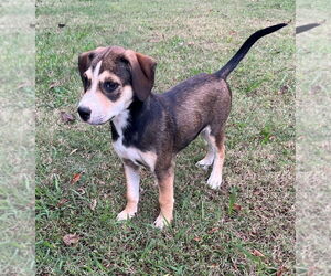 Mutt Dogs for adoption in Claremore, OK, USA