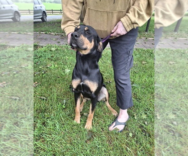 Medium Photo #4 Labrador Retriever-Unknown Mix Puppy For Sale in Monterey, VA, USA