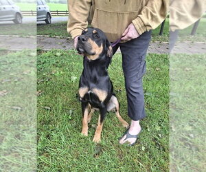 Henry - Male Labrador Retriever-Unknown Mix Dog for Adoption - Photo #4