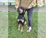 Small Photo #4 Labrador Retriever-Unknown Mix Puppy For Sale in Monterey, VA, USA