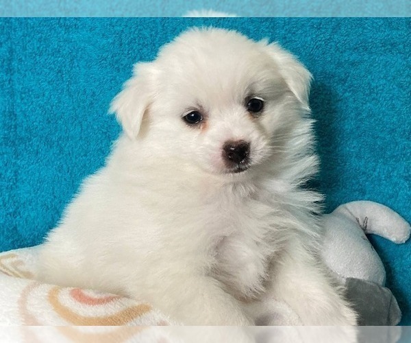 Medium Photo #4 Miniature American Eskimo Puppy For Sale in DOWNING, MO, USA