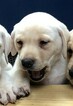 Small Photo #1 Labrador Retriever Puppy For Sale in DILLWYN, VA, USA